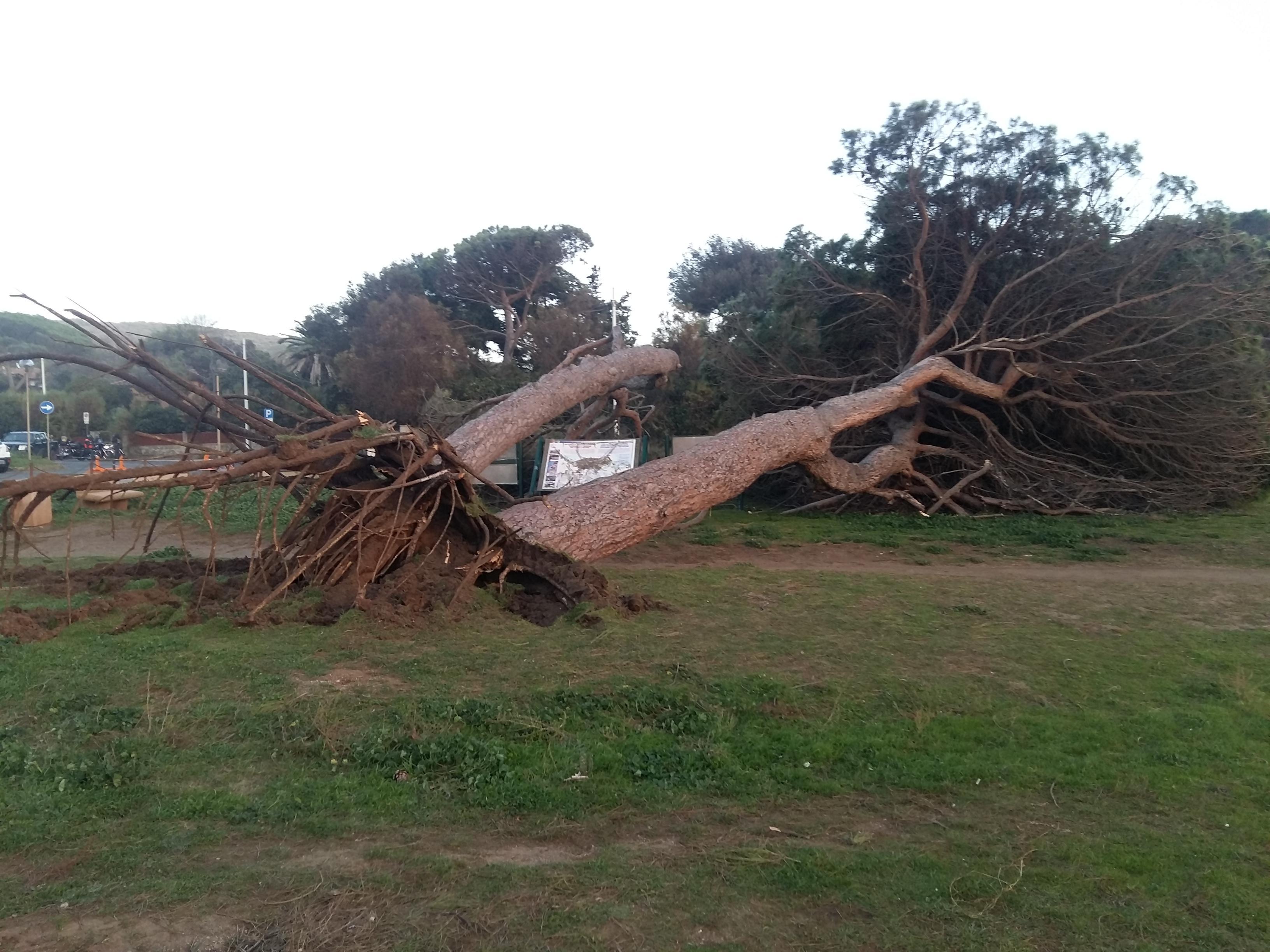 I due pini crollati per il vento a Baratti