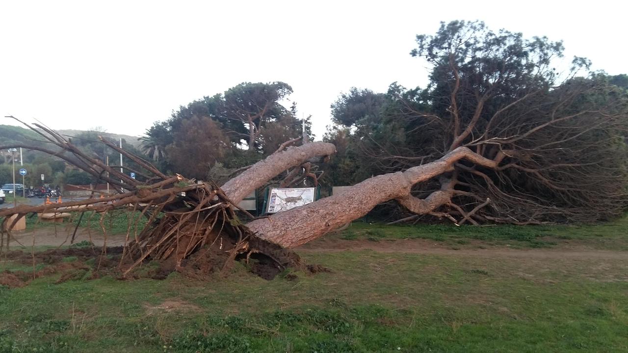 I due pini crollati per il vento a Baratti