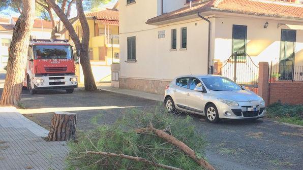 Un grosso ramo cade in strada verifiche in corso su tutti i pini
