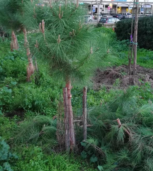 A fine mese riapre la pineta con l’impianto di irrigazione 