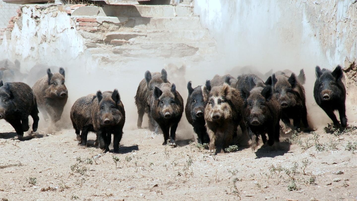 Cinghiali, ora è invasione: campagne in ginocchio 