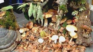 Alcune varietà di funghi esposte ad una mostra