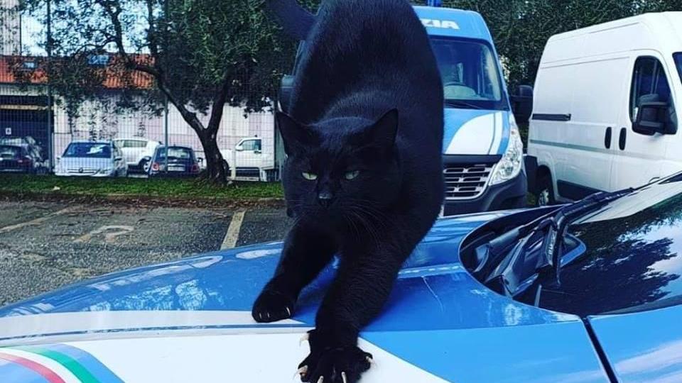 Il gatto nero che fa il verso alla pantera sulla volante della polizia