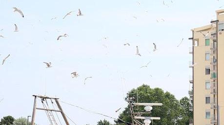 Settimana in mare per poter garantire il pesce dei cenoni