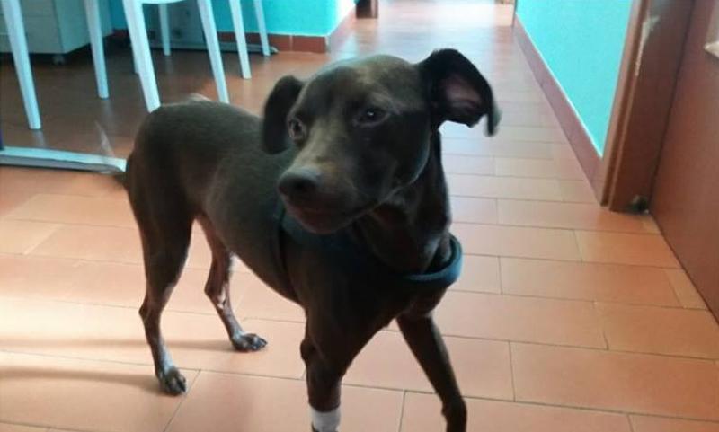 Sassari, il cane volato dal secondo piano è fuori pericolo: lascia la clinica