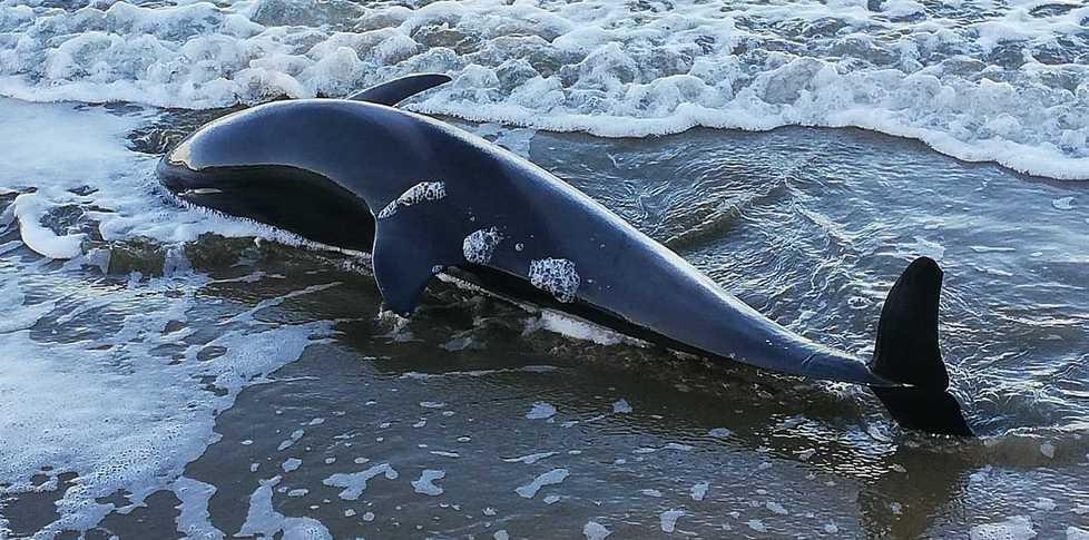 Il delfino trovato morto spiaggiato a Punta Ala