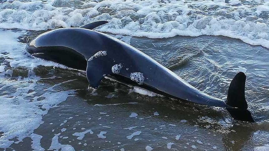 Il delfino trovato morto spiaggiato a Punta Ala