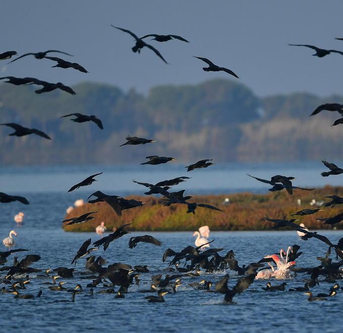 A gennaio via libera alla caccia dei cormorani 