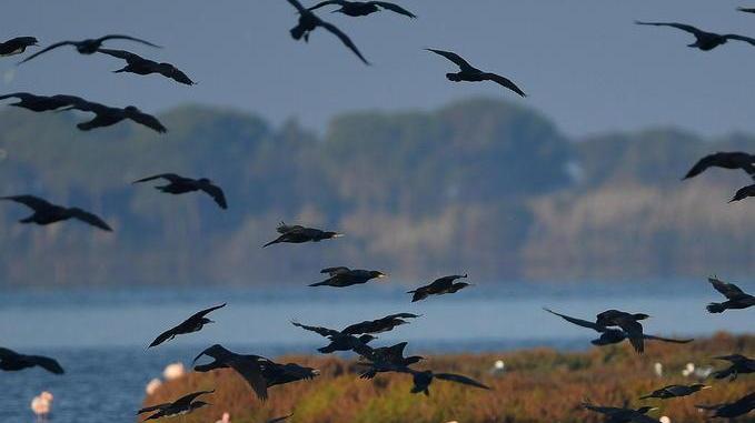 A gennaio via libera alla caccia dei cormorani