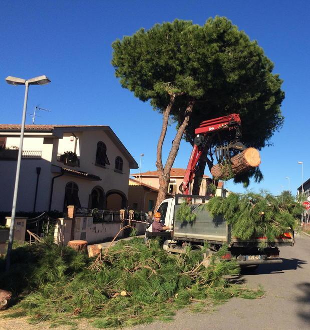 Pini pericolanti abbattimento di 8 piante al via 