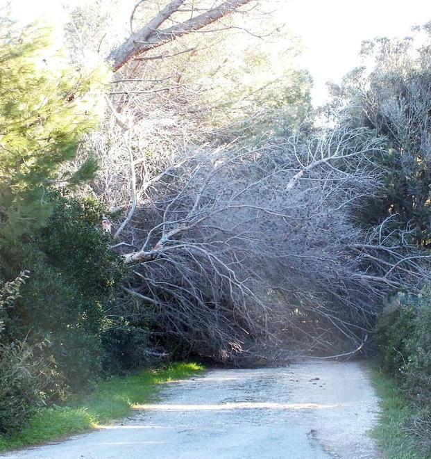 Via della Principessa inizia il taglio dei pini 300 alberi pericolanti 