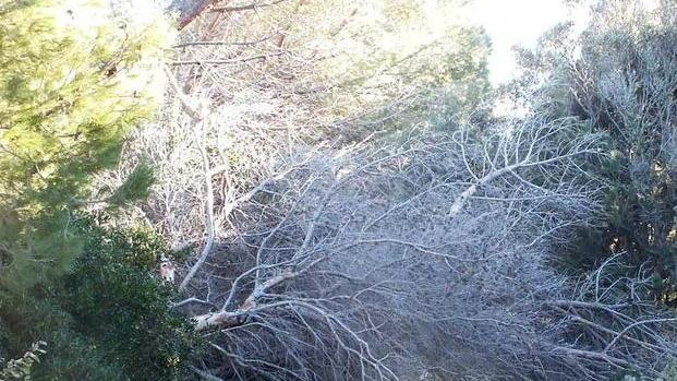 Via della Principessa inizia il taglio dei pini 300 alberi pericolanti
