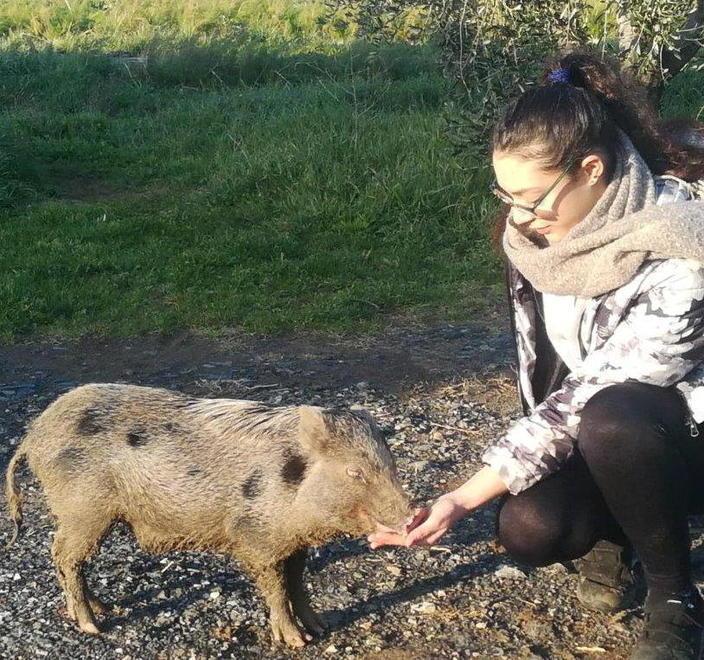 L’appello per ritrovare Stefy il maiale domestico fuggito 