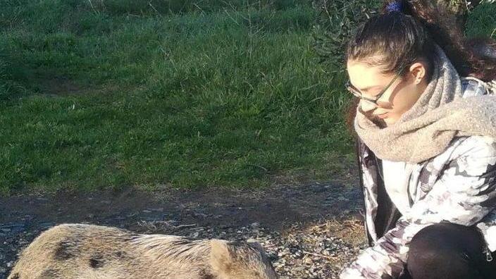 L’appello per ritrovare Stefy il maiale domestico fuggito