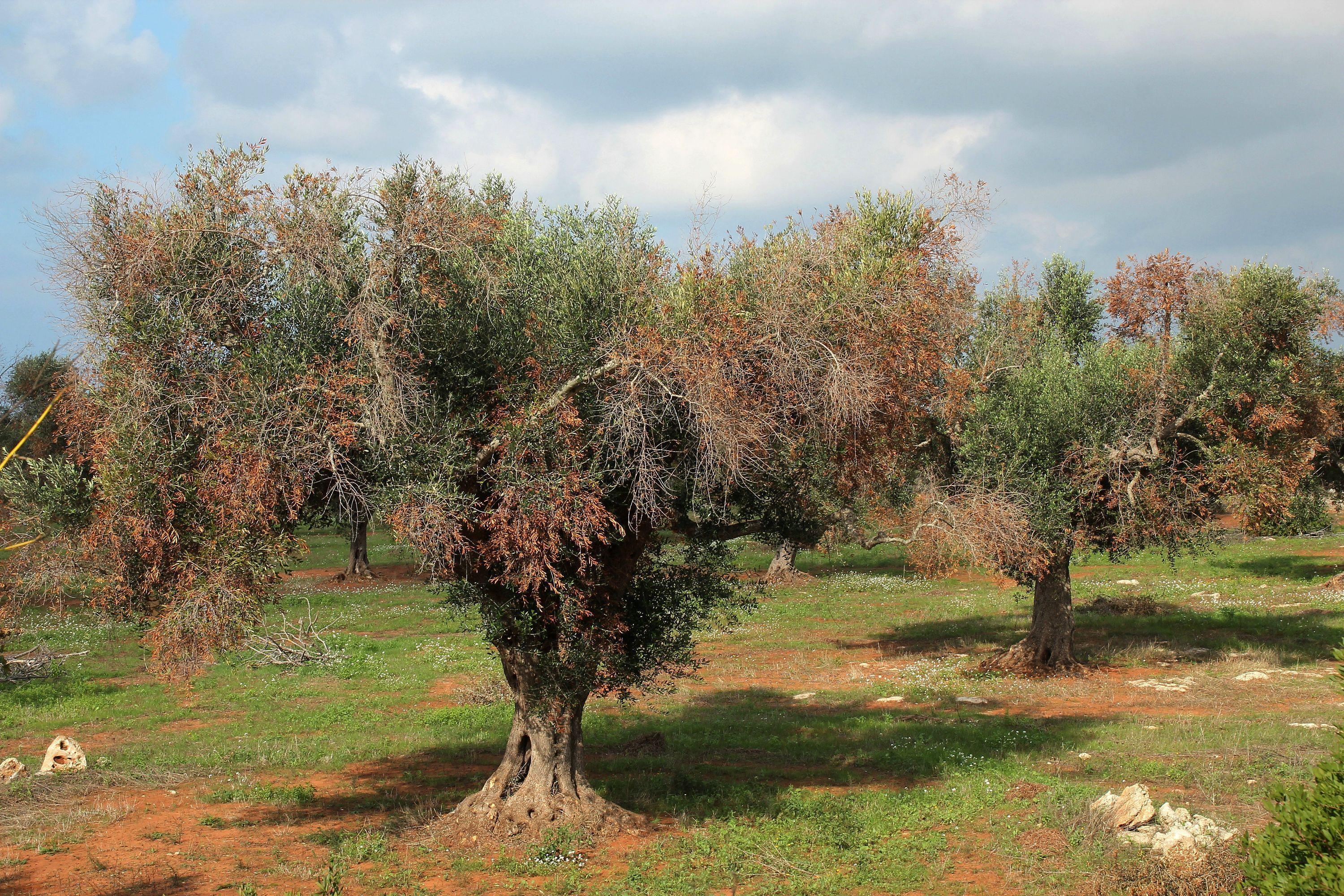 Un olivo colpito dalla Xylella fastidiosa (foto d'archicio). Il focolaio trovato all'Argentario è di una sottospecie diversa rispetto a quella che ha colpito gli olivi pugliesi