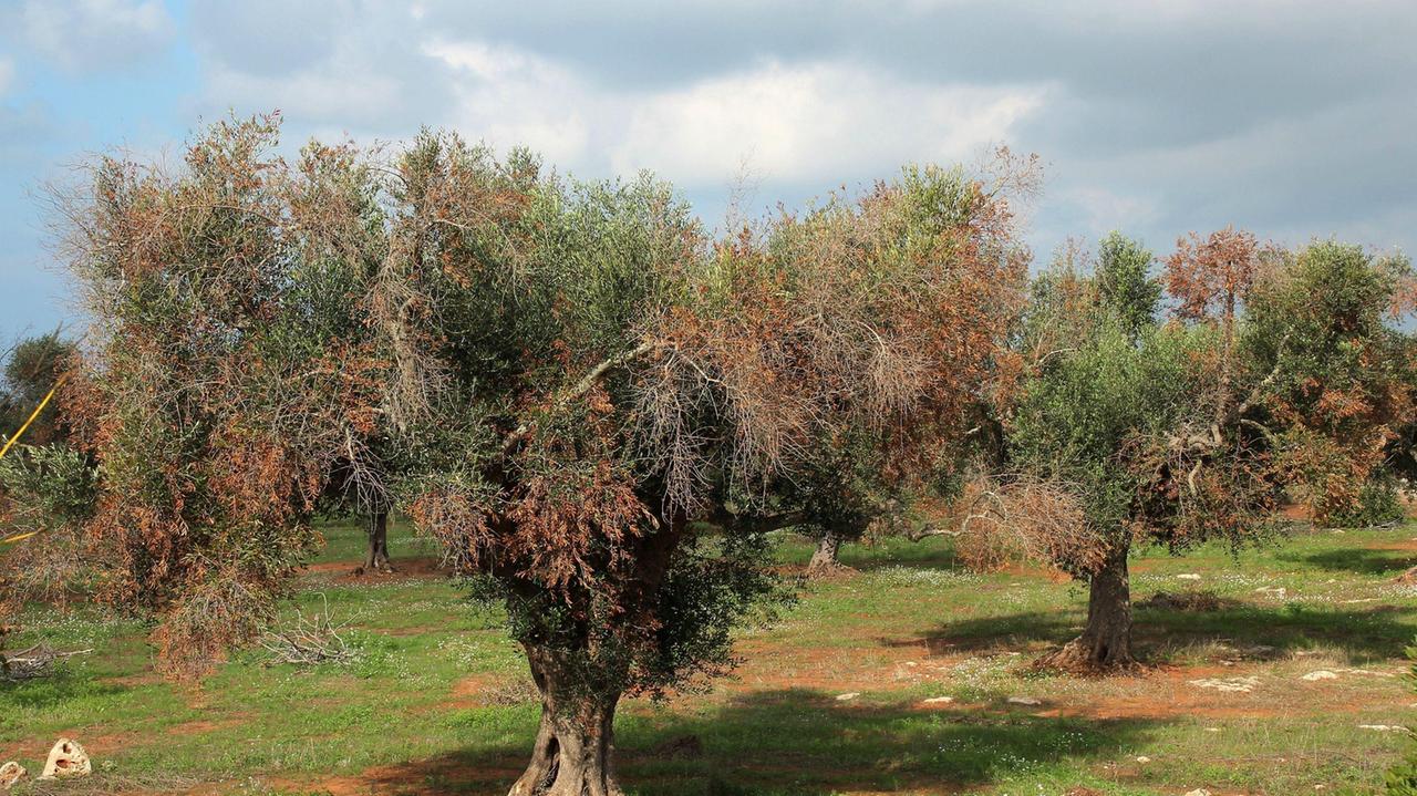 Un olivo colpito dalla Xylella fastidiosa (foto d'archicio). Il focolaio trovato all'Argentario è di una sottospecie diversa rispetto a quella che ha colpito gli olivi pugliesi