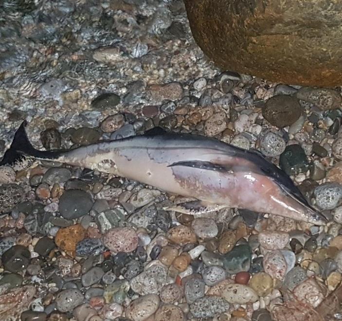 Piccolo delfino spiaggiato è il secondo caso in due giorni 