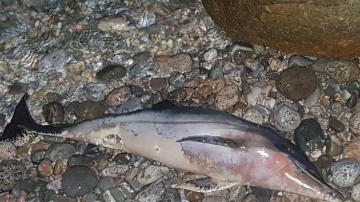 Piccolo delfino spiaggiato è il secondo caso in due giorni