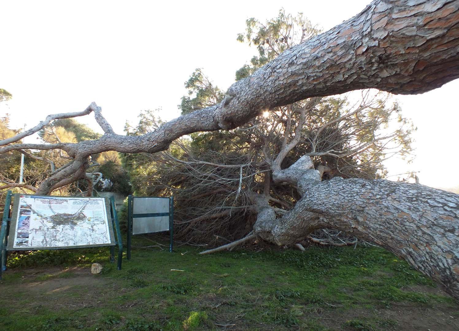 Pini storici sul pratone di Baratti abbattuti dal vento (fotoservizio Paolo Barlettani)