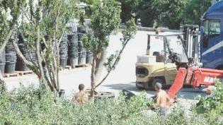 Alberi di un vivaio pronti per essere esportati