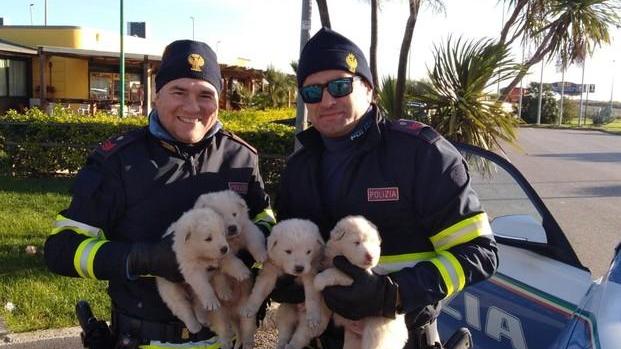Cuccioli gettati La Polstrada li trova e li salva