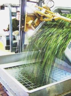 Frangitura delle olive in un frantoio