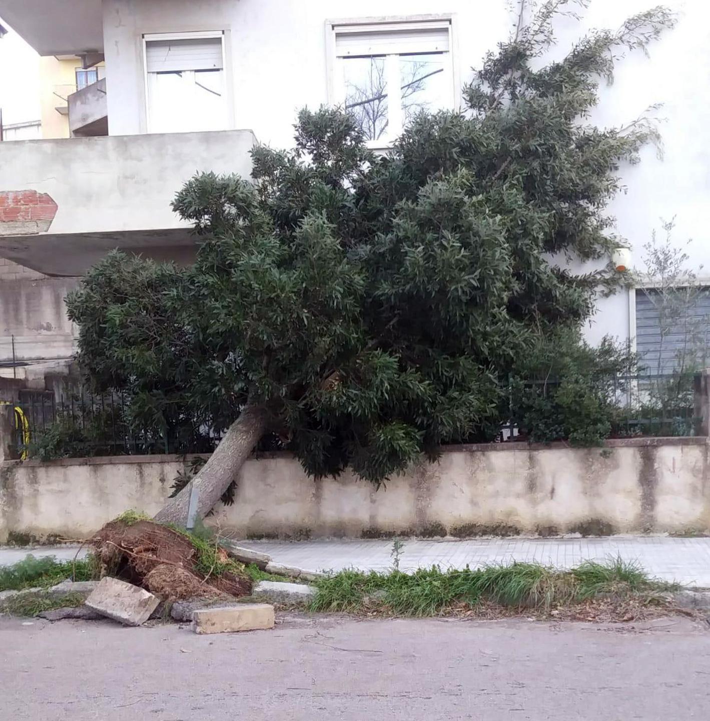 È caduto un leccio in piazza Veneto