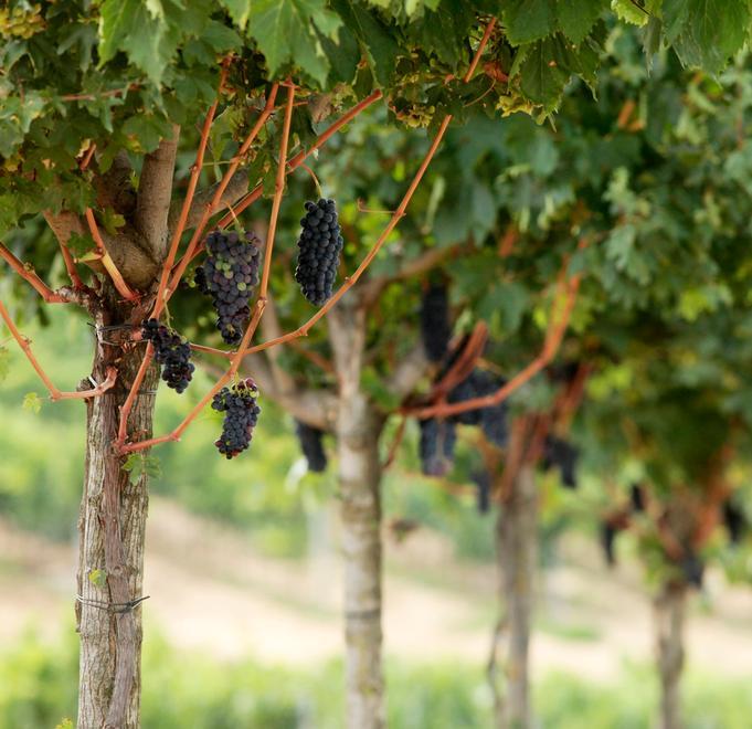 Morellino, l’annata 2018 in vendita già da gennaio 
