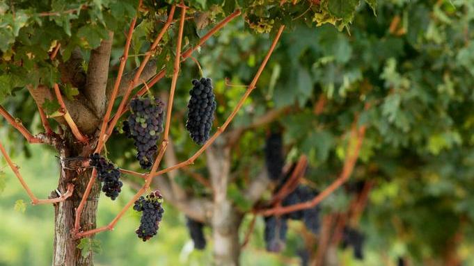Morellino, l’annata 2018 in vendita già da gennaio