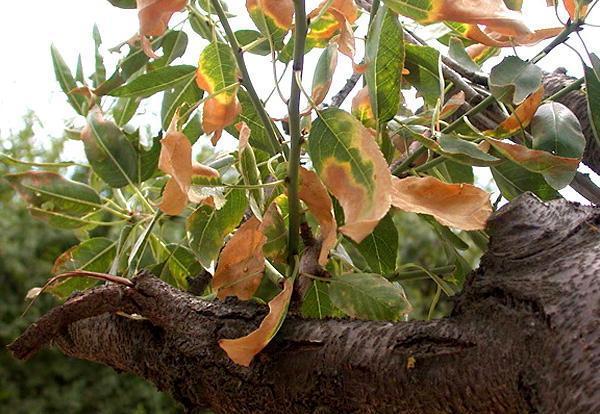 Allarme Xylella il batterio killer infetta la “macchia” della Toscana 