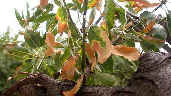 Allarme Xylella il batterio killer infetta la “macchia” della Toscana