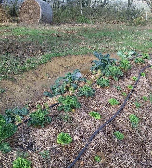 Siccità, con l’acqua depurata un aiuto alle imprese agricole 