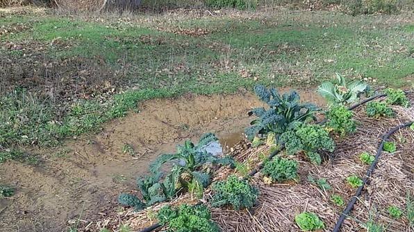 Siccità, con l’acqua depurata un aiuto alle imprese agricole