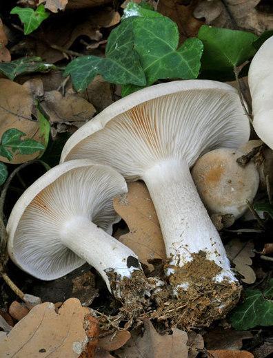 Il fungo ordinale grigio non è commestibile e può essere un rischio