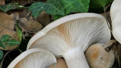 Il fungo ordinale grigio non è commestibile e può essere un rischio