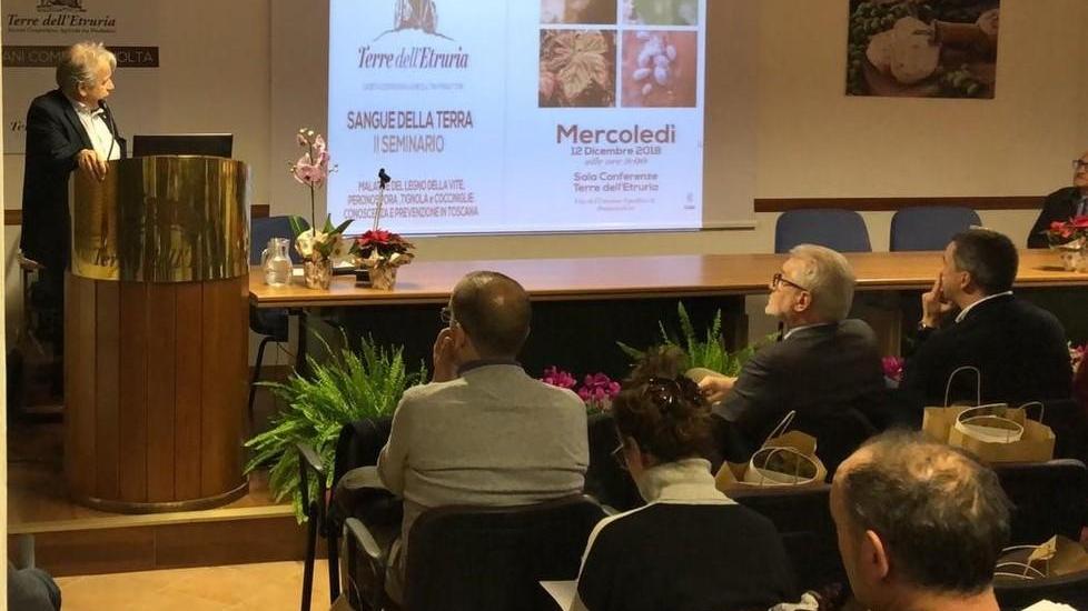 Viticoltura, il mal dell’esca minaccia gli impianti: le tecniche per arginarlo