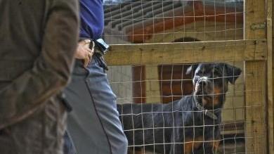 Aggredita dal rottweiler e insultata dal padrone