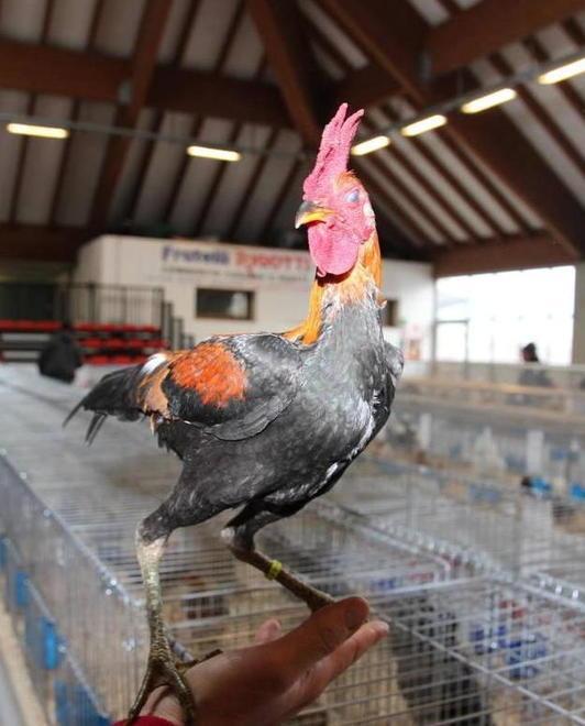 Galli e galline in mostra premio all’esemplare più bello 