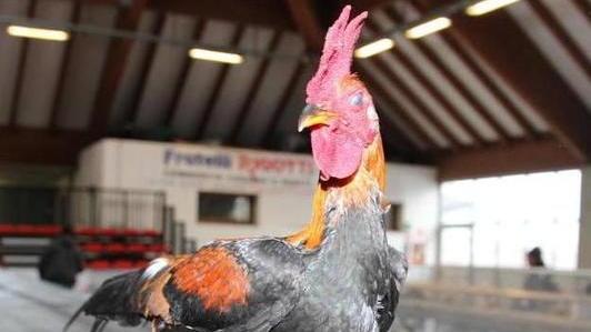 Galli e galline in mostra premio all’esemplare più bello