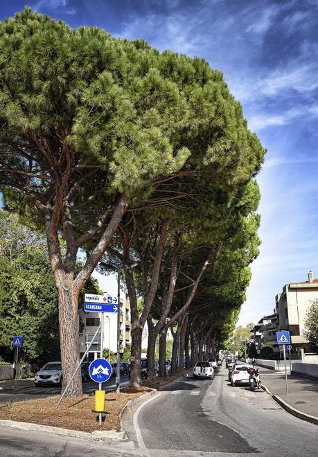 Appello ai consiglieri «Un piano del verde contro scelte dannose» 
