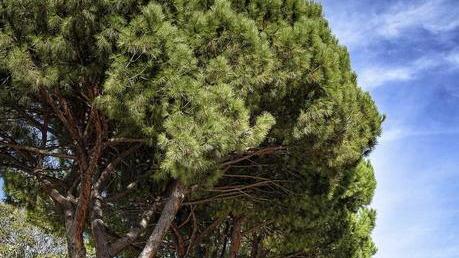 Appello ai consiglieri «Un piano del verde contro scelte dannose»