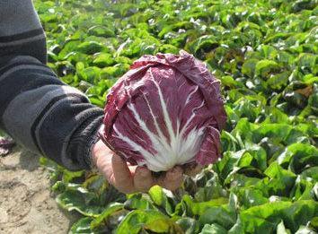 Il radicchio rosso torna alla carica Una storia che si rinnova 