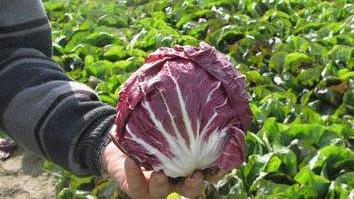 Il radicchio rosso torna alla carica Una storia che si rinnova