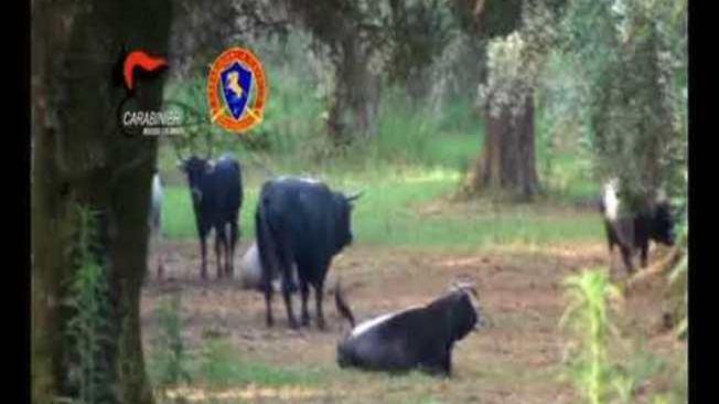 Prefettura Reggio contro "vacche sacre"