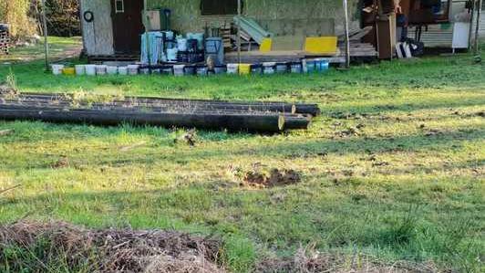 Le esche dei bracconieri attirano i cinghiali in paese