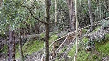 Rivoluzione “green”, in arrivo un piano del verde
