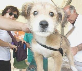 Un cane a cui viene applicato il microchip