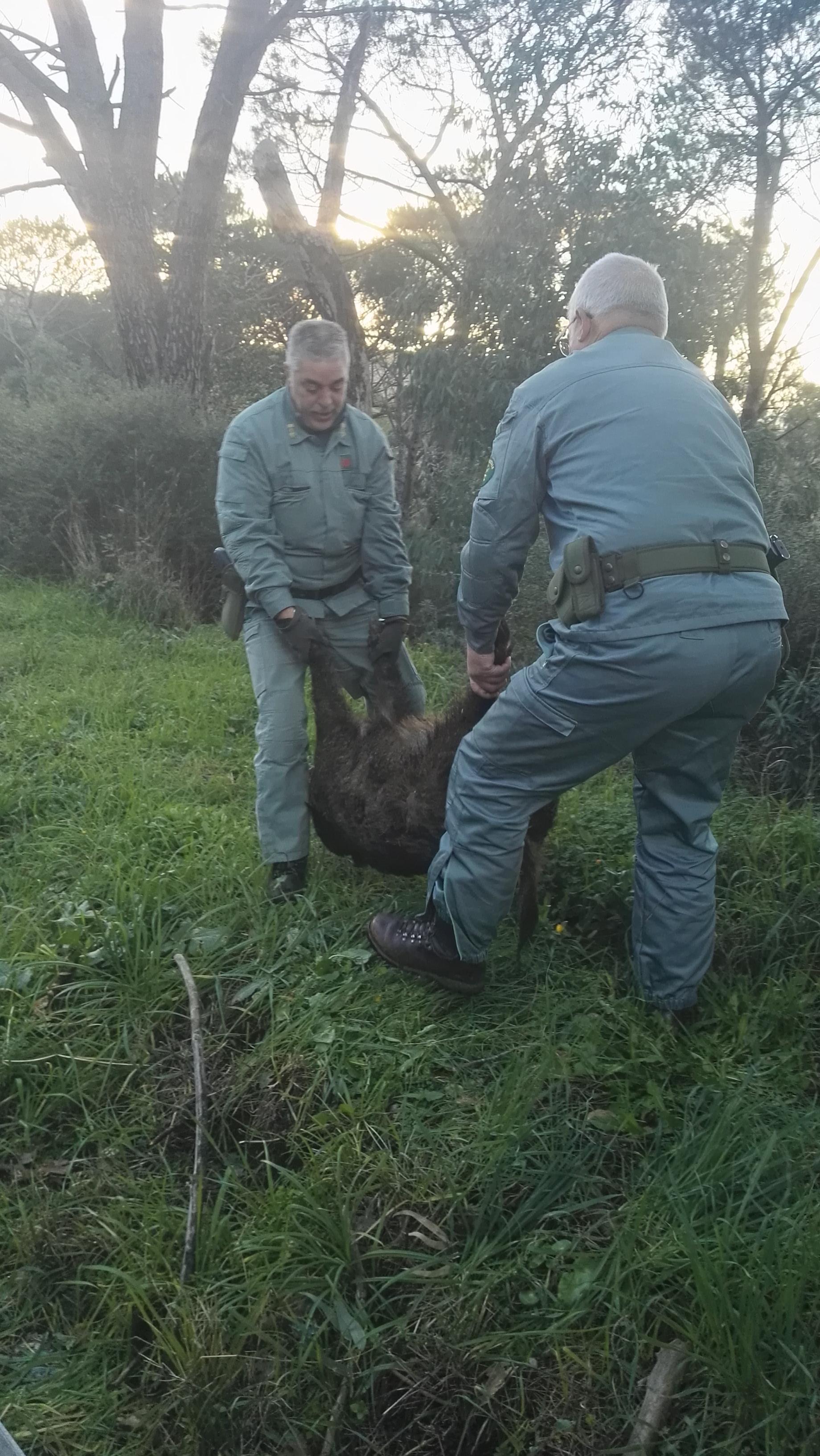 Cinghiale sbuca in mezzo alla strada a Pratosardo: scontro con un'auto