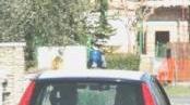 Un cavallo ucciso (foto d’archivio) e i carabinieri che sono intervenuti all’interno della azienda agricola
