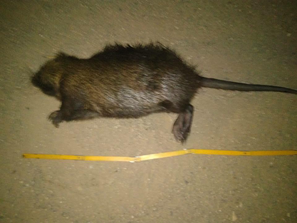 Nutria di 12 chili attraversa la strada e provoca un incidente a Silanus